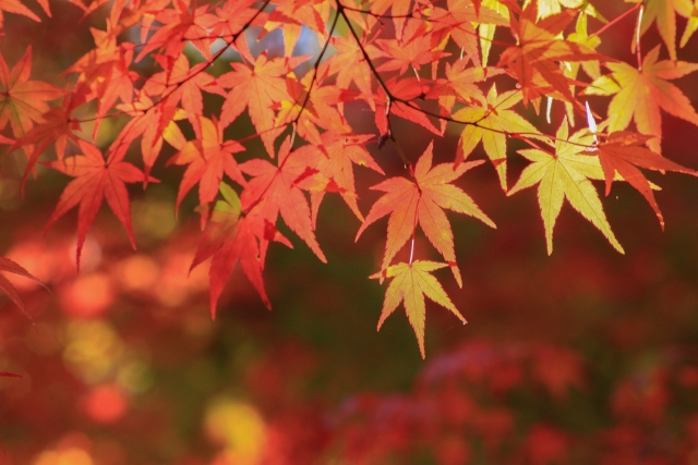 唱歌 紅葉 の歌詞の意味と表している美しい風景 ひまわり日本のうた