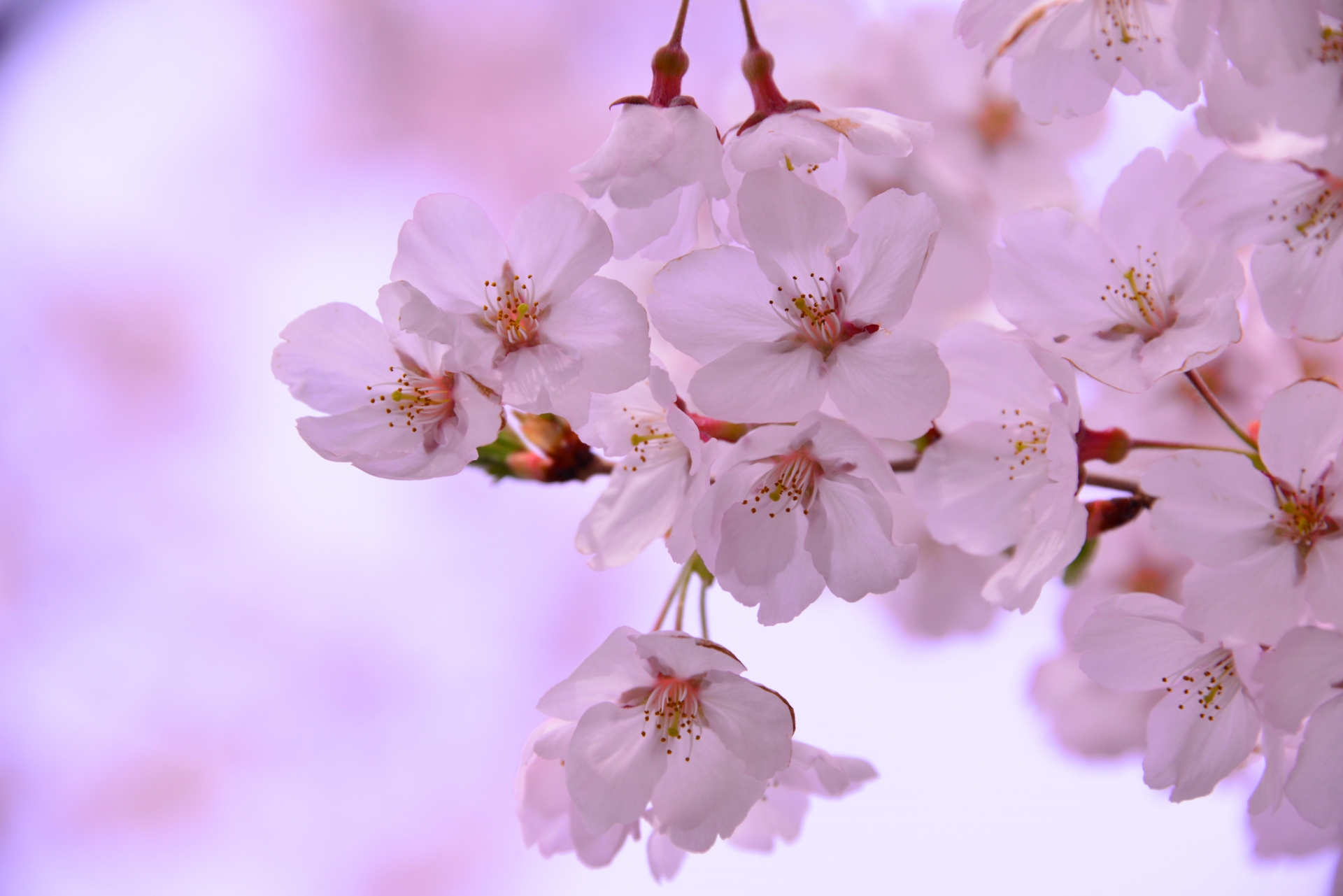 歌曲 さくらさくら 日本の桜の美しさを歌いあげよう 歌詞の意味と歌唱ポイント ひまわり日本のうた